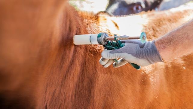 Aftosa. El tratamiento de la enfermedad vuelve a primera plana ya que el gobierno argentino anunci&oacute; un nuevo marco regulatorio.