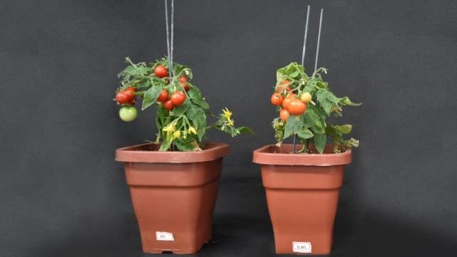 Planta de tomate salvaje (izq.) y mutante que no expresa el gen SlBBX20 (der). Cr&eacute;ditos: Bruno Silvestre Lira