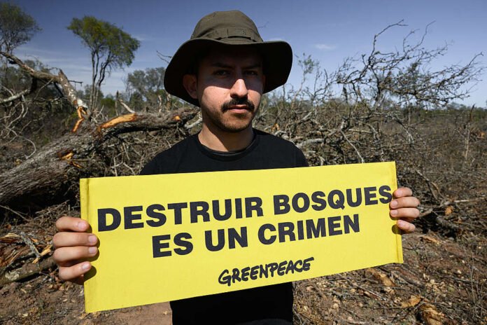 Greenpeace denuncia que Madera Dura del Norte sigue deforestando en Santiago del Estero: 30