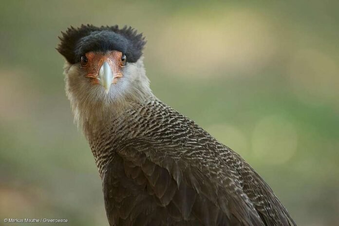 La biodiversidad en jaque: cómo el calor extremo afecta a las aves tropicales
