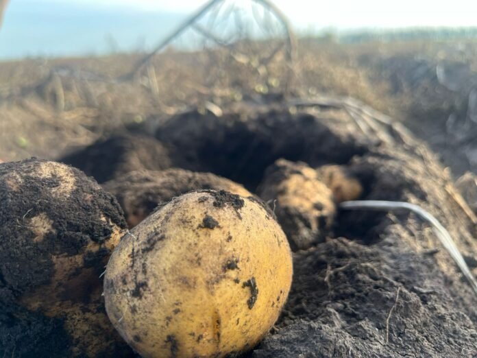 LA FEDERACIÓN NACIONAL DE PRODUCTORES DE PAPAS RECLAMA UNA POLÍTICA DE ESTADO PARA CUIDAR EL SUELO CON LOS PRODUCTORES ADENTRO