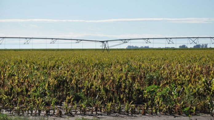 El riego sigue ganando terreno: Argentina sumó 63