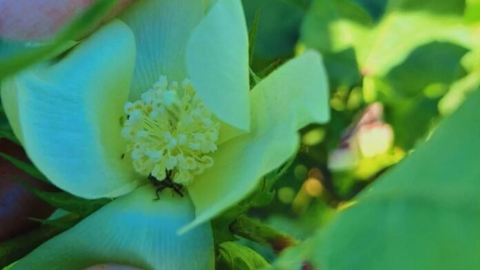 Estudian al picudo algodonero para mejorar su control