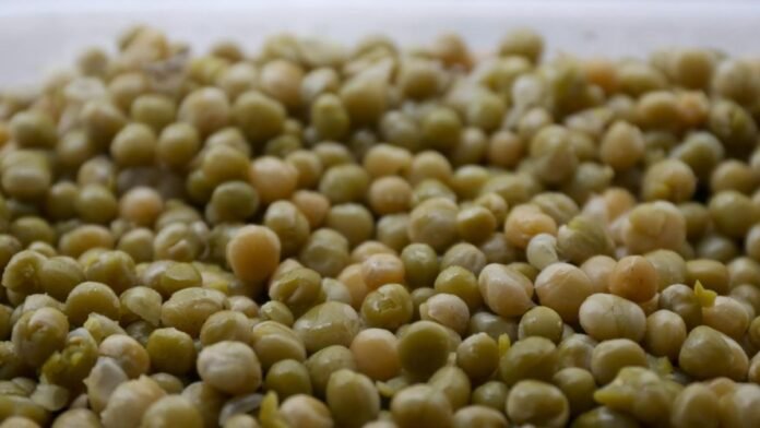 La producción de legumbres 2024/2025 marcó un nuevo récord y creció 57% respecto a la campaña anterior