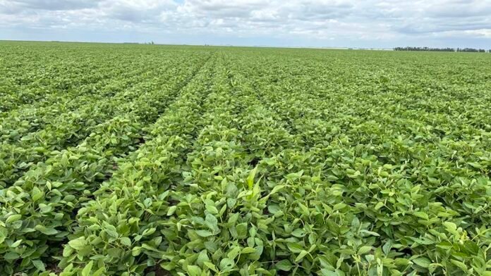 Afirman que el impacto de la baja de retenciones fue “prácticamente nulo”