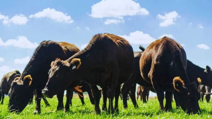 Alertan por riesgo de festucosis en bovinos durante el verano