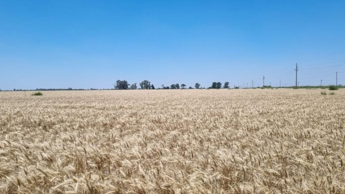 Baja de retenciones: dudas sobre el impacto que tendrá en la rentabilidad