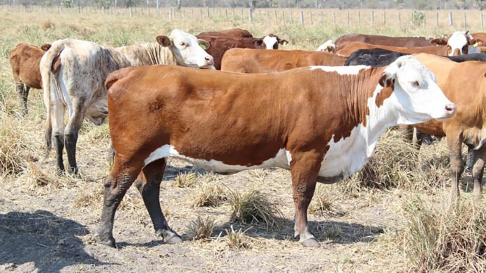Declaran la emergencia agropecuaria por sequía en Neuquén