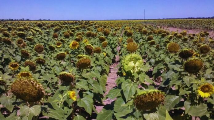 El buen año del girasol también llega a las harinas
