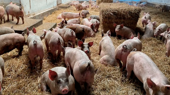 El sorgo, aliado de la producción porcina: su inclusión maximiza la rentabilidad