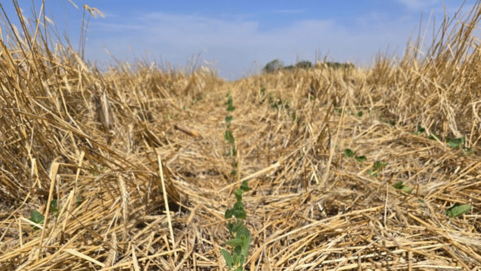 ¿Es el barbecho la mejor estrategia para capturar agua?