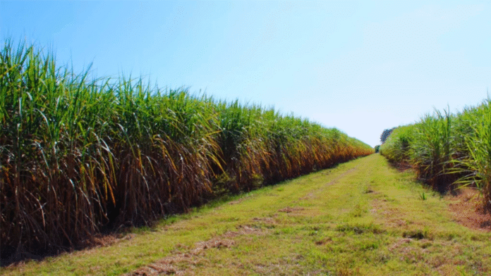 Fertilizar con nitrógeno para maximizar la producción de caña de azúcar