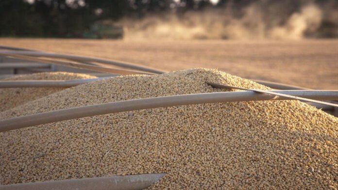 Liquidaciones por exportaciones caen 62% en noviembre