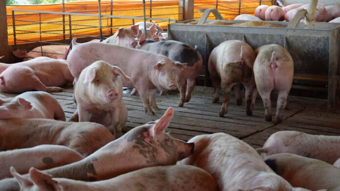 Logran aumentos de hasta 1900 kg/ha en soja con efluentes porcinos