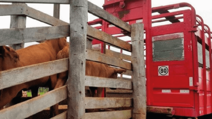 Visor Traza renovado: La plataforma que permite al productor ganadero conocer el rinde de sus animales