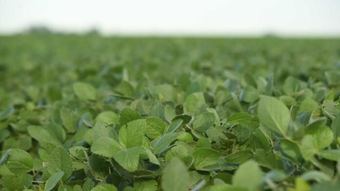 El 2025 fue récord para el mercado de futuros del agro