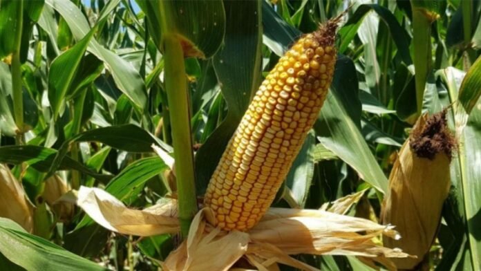 El clima volvió a marcar el pulso de la campaña agrícola en el centro y norte de Santa Fe