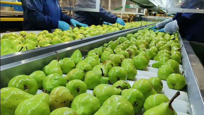 La cosecha de pera William’s como espejo de la crisis frutícola del Valle