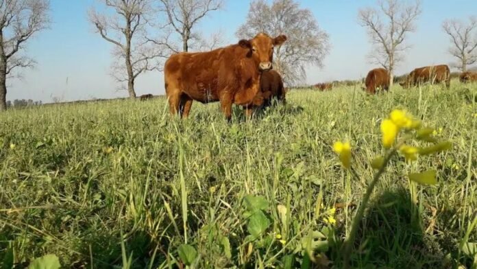 La nueva temporada del Rosgan arrancó con precios firmes