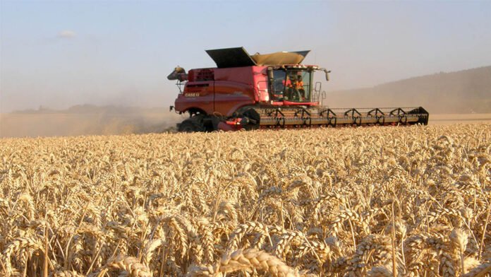 Sorpresas en los rindes de trigo sobre el sur del área agrícola permiten proyectar cerca de 28 Millones de toneladas