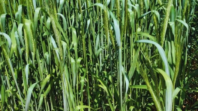 Triticale, una especie en expansión con dos nuevos cultivares desarrollados