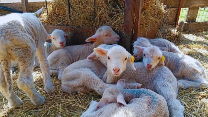 Una raza ovina doble propósito: calidad de carne y lana fina