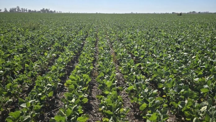 Febrero trajo alivio, pero el 30% de la región núcleo sigue con lluvias insuficientes