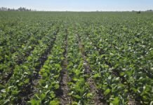 La campaña entra en zona crítica: la BCR prevé 48 Mt de soja y mantiene 62 Mt para maíz