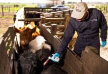 La ganadería suma una nueva vacuna contra la aftosa aprobada por Senasa