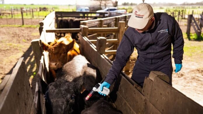 La ganadería suma una nueva vacuna contra la aftosa aprobada por Senasa