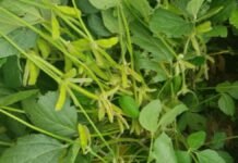 Las lluvias llegan a tiempo y mejoran las perspectivas para la soja temprana en el centro y norte de Santa Fe