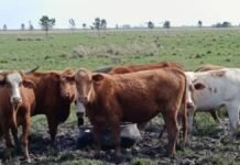 Una genética estratégica: la raza Bovina Criollo consolida su lugar en el rodeo nacional