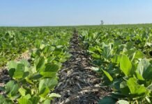 La guerra en Medio Oriente agita los mercados y empuja los precios de energía, fertilizantes y granos