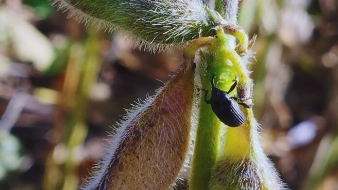 Plaga en expansión: detectan picudo negro en soja de Santa Fe y Córdoba