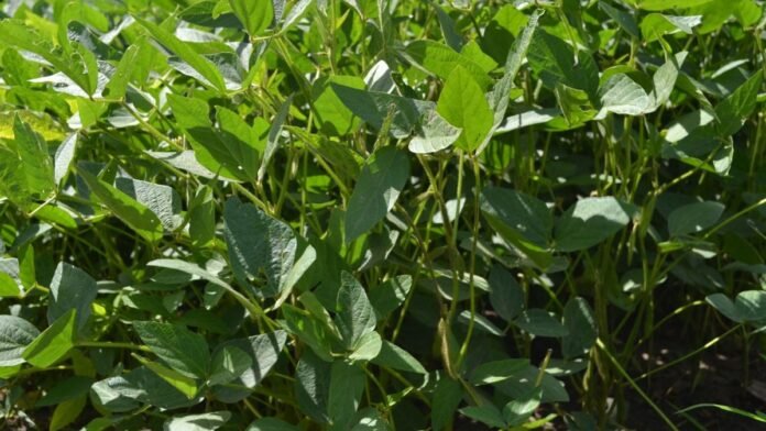 Un nuevo escenario internacional impulsa la soja y reconfigura la siembra global