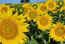 El girasol gana terreno y abre un debate sobre su lugar en el agro