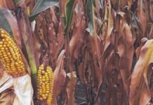 Explotó la chicharrita pero no afectó al maíz de la campaña 2025/26