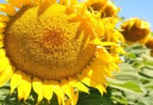 Girasol: un cultivo que se expande en superficie y producción