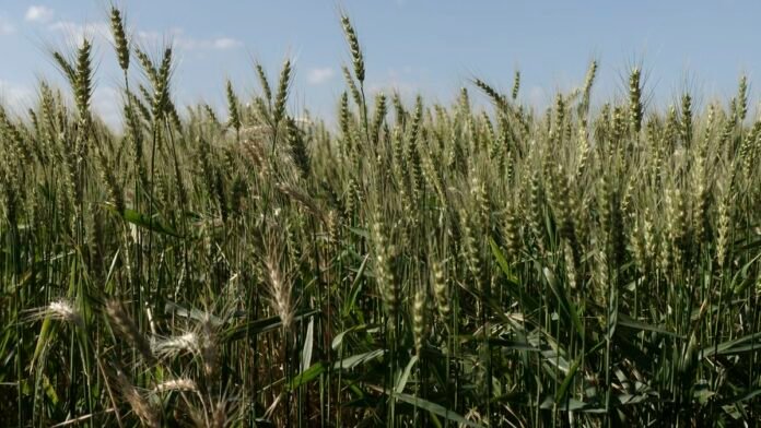 Golpe al ánimo del agro: la confianza retrocede y se debilitan las decisiones de inversión