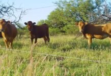 La carne de sistemas pastoriles se destaca por su valor nutricional