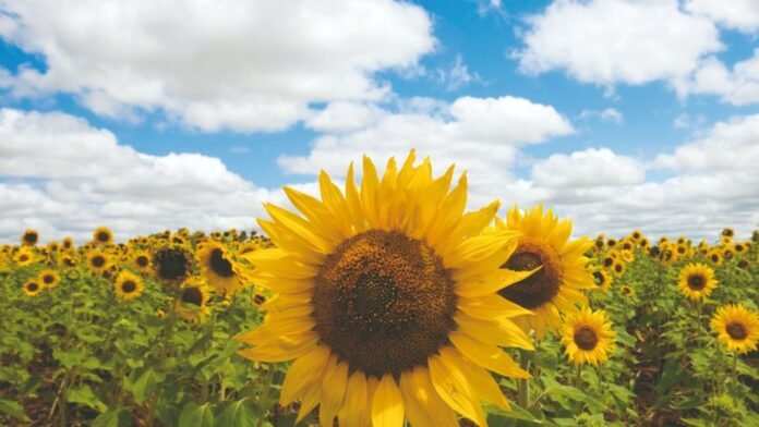La molienda de girasol creció 52% y tocó un pico histórico