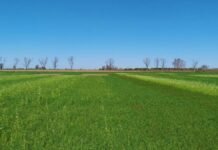 Las leguminosas mejoran el balance de nitrógeno en secuencias con maíz