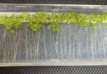 Truco de las plantas frente al calor para aumentar el crecimiento de sus raíces