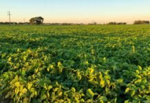 Un debut global con sello argentino en la batalla contra las malezas resistentes