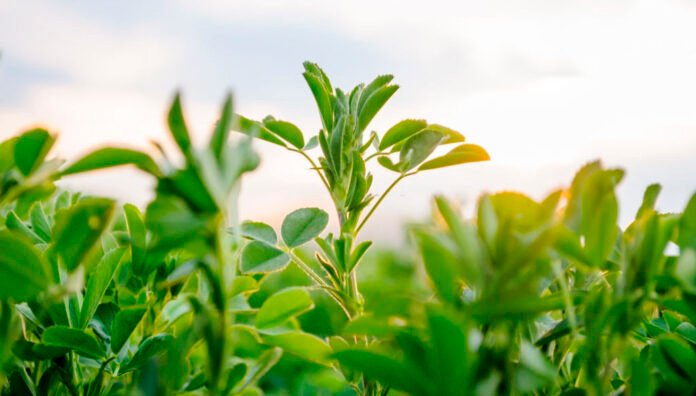 Con fuerte apoyo institucional, se impulsa el Día Mundial de la Alfalfa