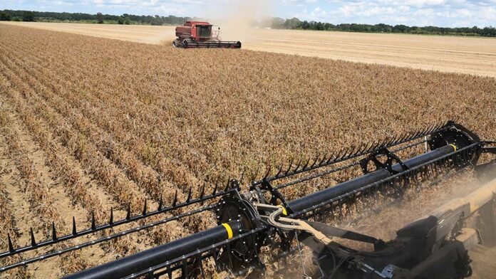 Datos oficiales confirmaron cosecha récord, con un aumento del 21% en la producción