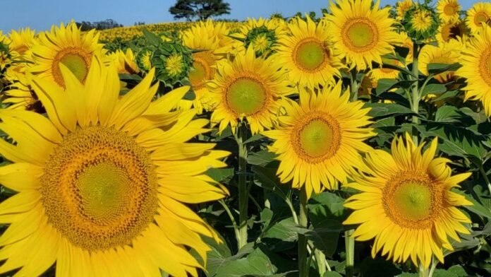 El girasol consolida su expansión: rindes históricos y exportaciones en alza