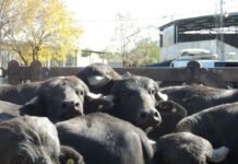 Expo Búfalos 2026: Corrientes reafirmó su liderazgo bubalino
