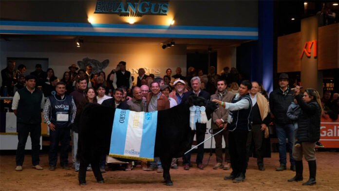 La negra de La Alianza y la colorada de La Rubeta se llevaron las grandes campeonas en la expo otoño Angus