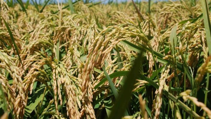 La rentabilidad golpea al arroz: cayó 12% la siembra en todo el país